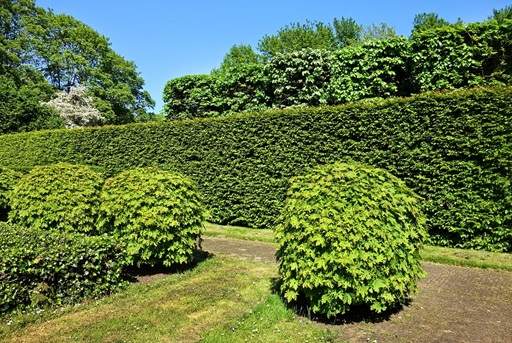 Hedging as a privacy screen